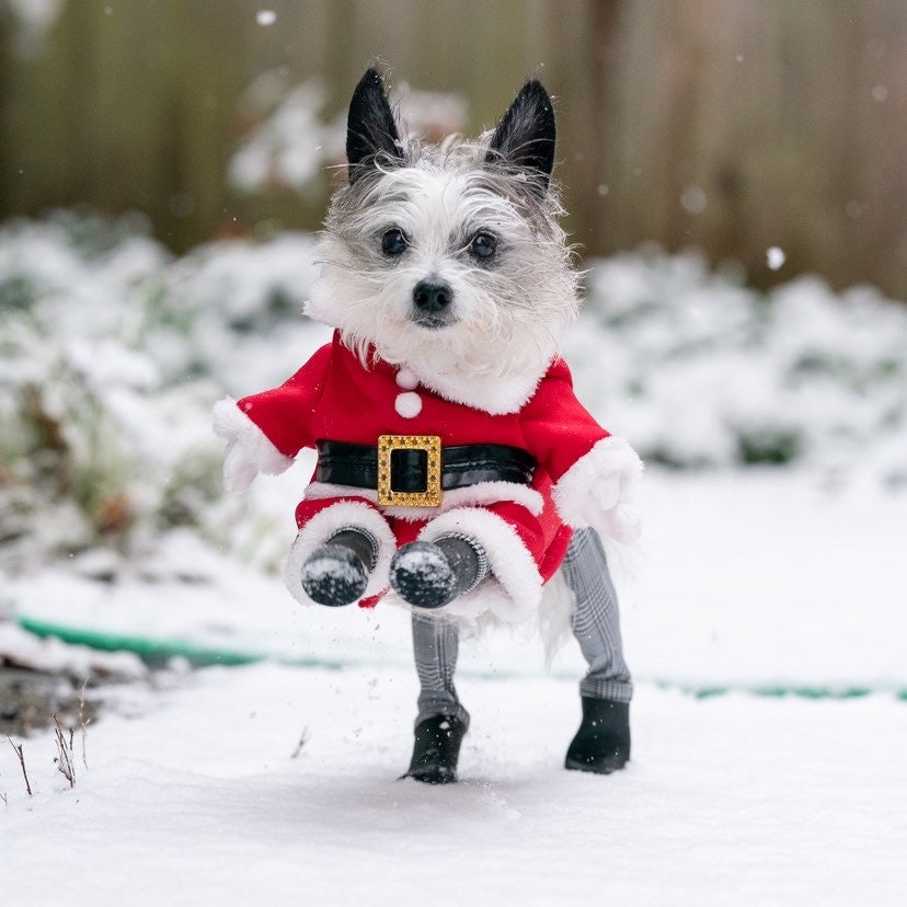 Dog Christmas Outfit Trends