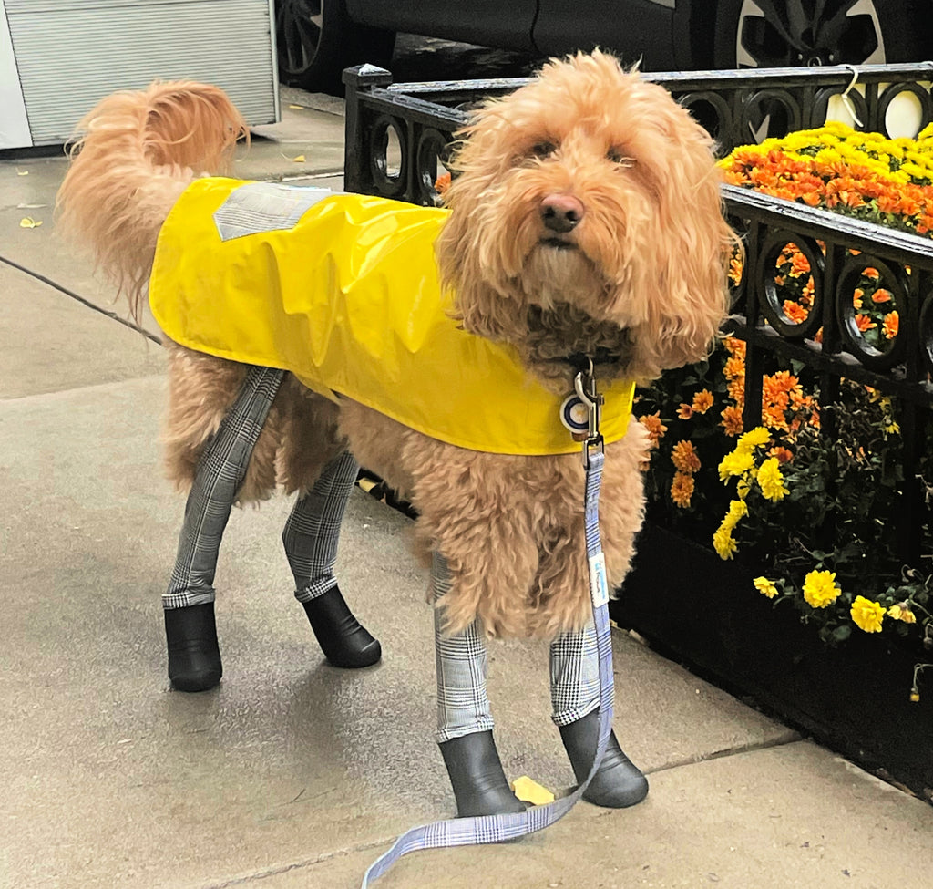 Why a Raincoat is a Must-Have for Your Dog's Comfort and Health