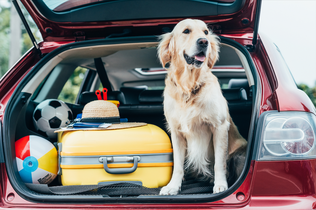 Tips for Traveling With Dogs