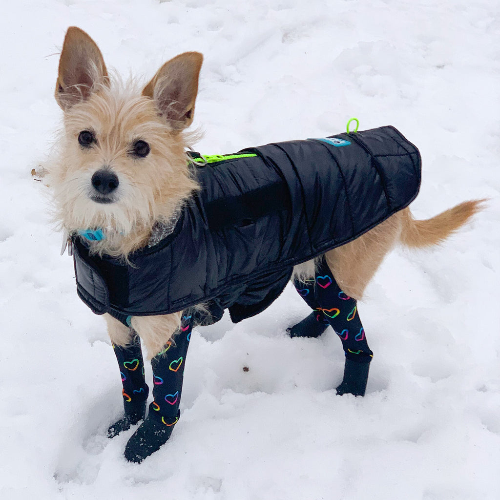 How To Keep Your Dog Clean This Winter
