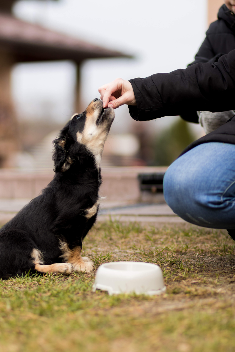 Dog sales ate cashews