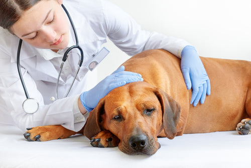 Urinary Tract Infection in Dogs: Causes, Symptoms, Treatment and Prevention