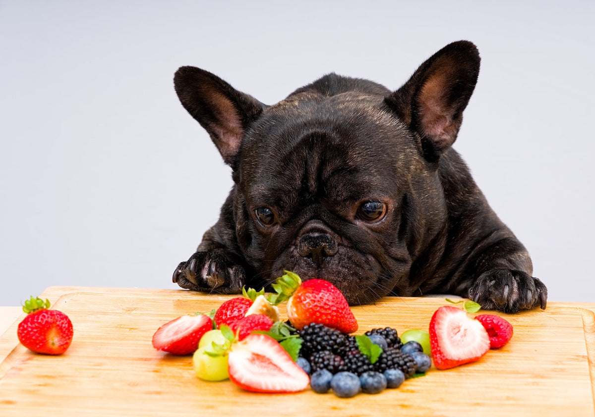 Dogs allergic to blueberries best sale