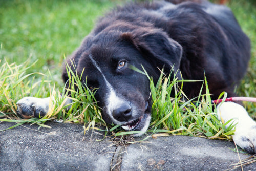 Why Do Dogs Eat Grass? The Surprising Truth Behind This Common Behavior