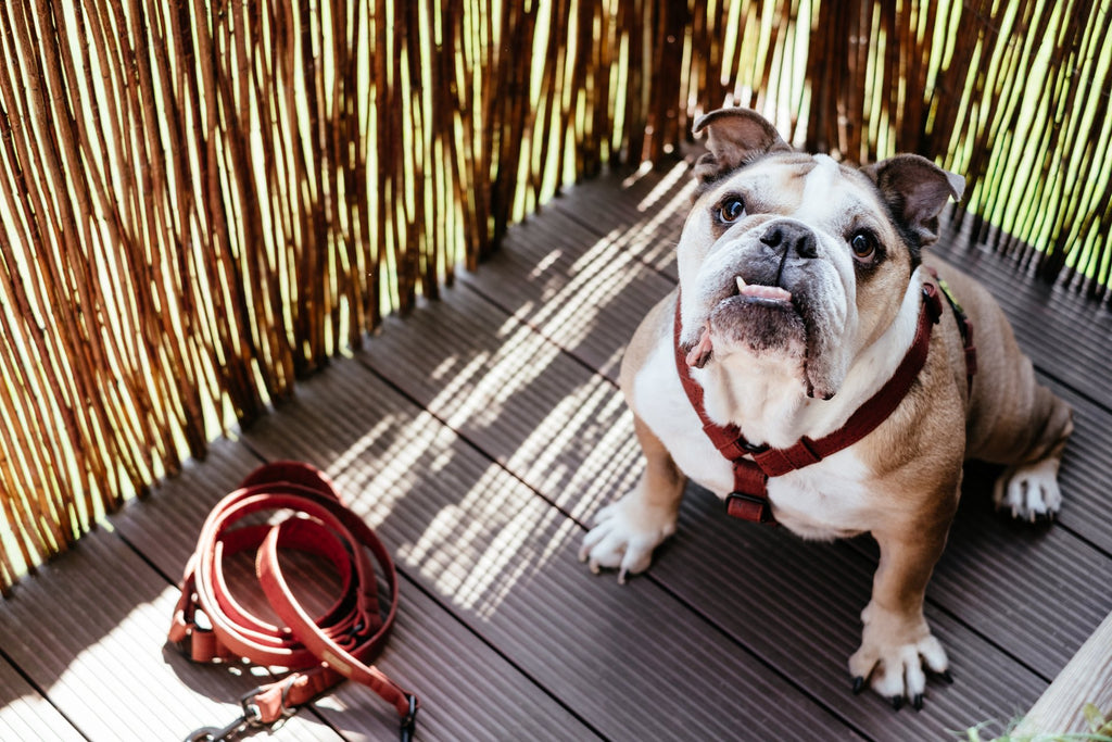 7 Super Cool and Essential Dog Walking Accessories to Up Your Strolls and Protect your Pup