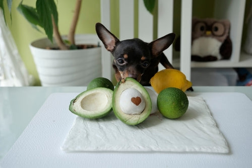 Can Dogs Eat Avocado? Everything You Need to Know