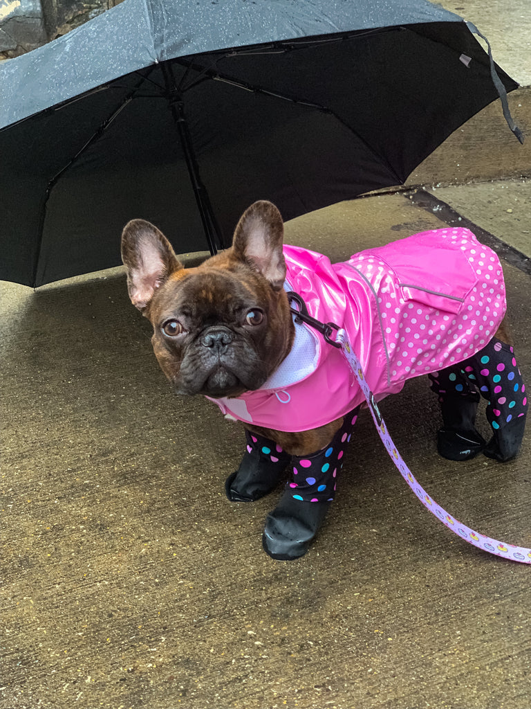 13 Ways to Entertain Your Dog on a Rainy Day