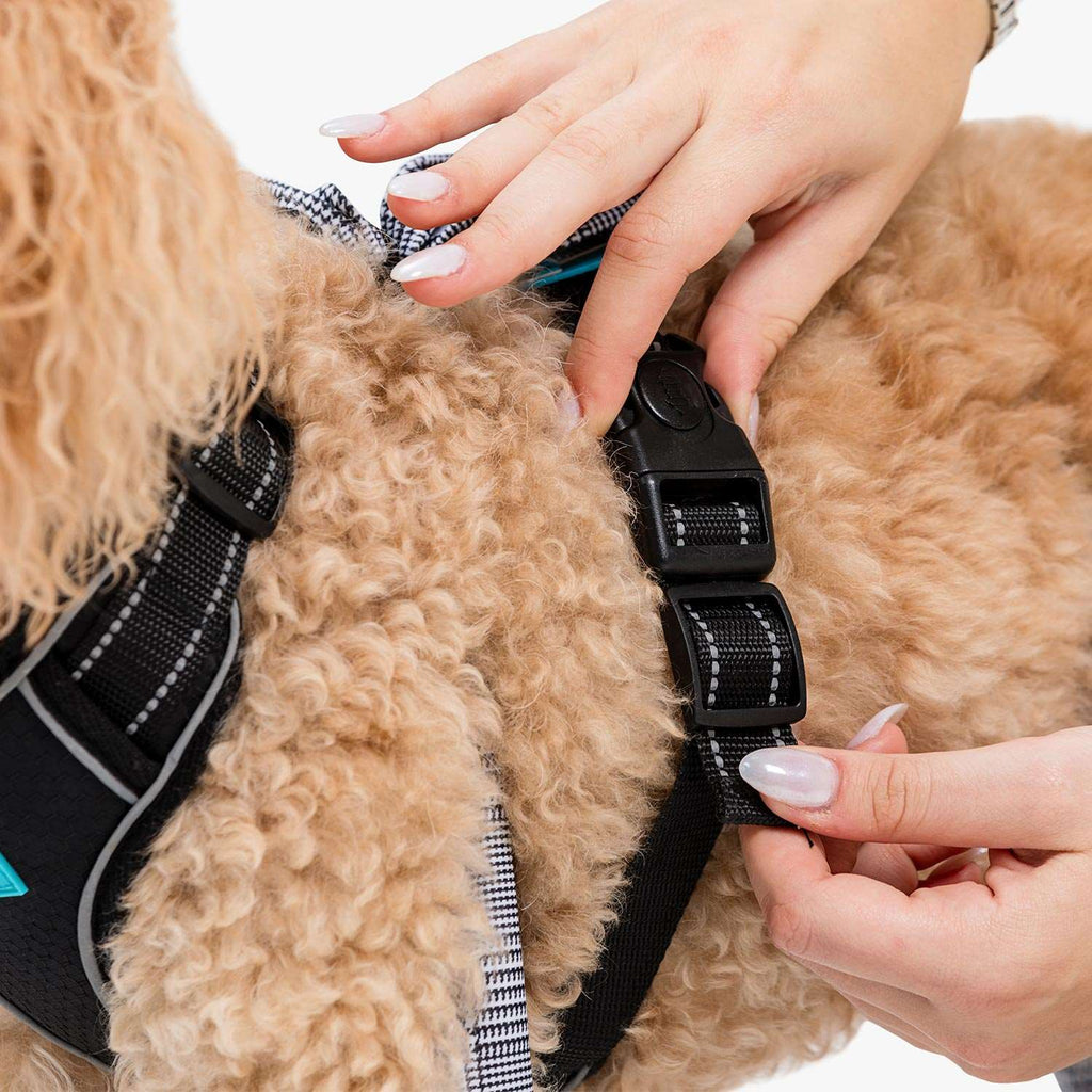 Adjust straps for a paw-fect fit & lock in place