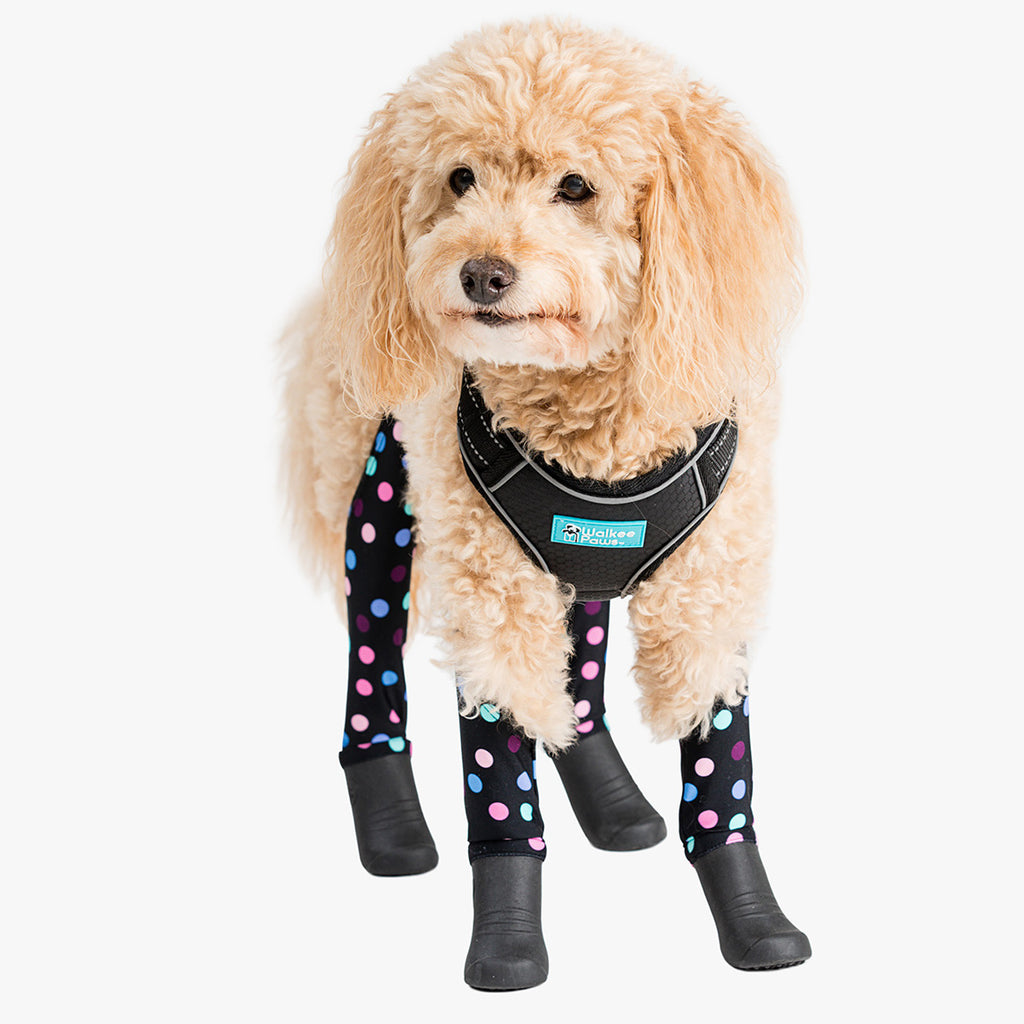 Teddy the mini Golden doodle is wearing size S - Leggings not included 