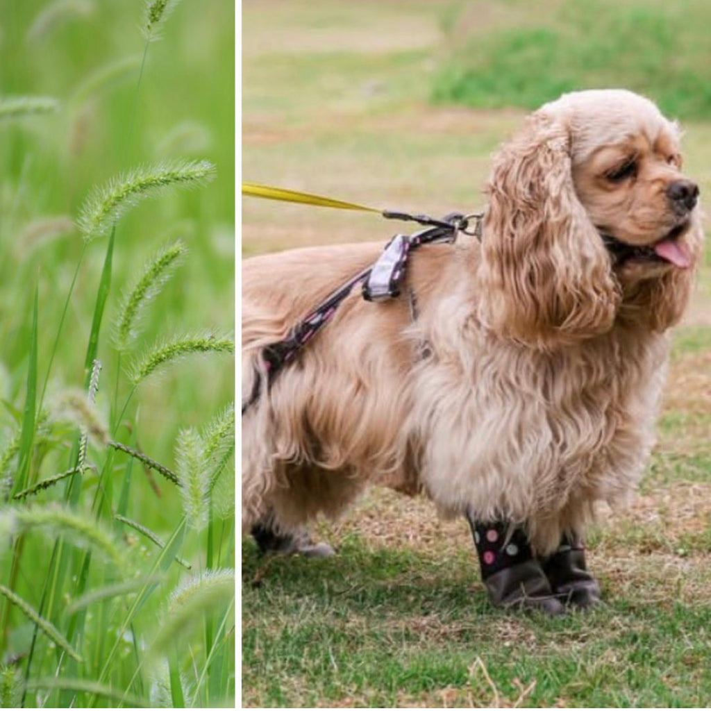 How to Protect Your Dog’s Paws from Foxtails and Burrs