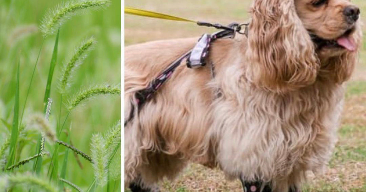 How to Protect Your Dog’s Paws from Foxtails and Burrs