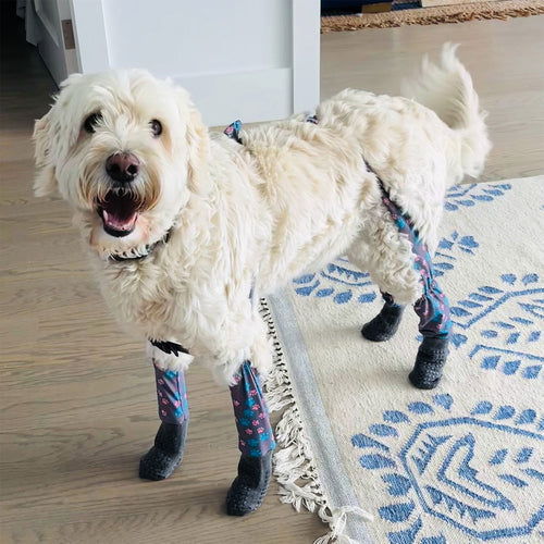 Protective Socks for Dogs: How to Keep Your Canine Companions Safe and ...