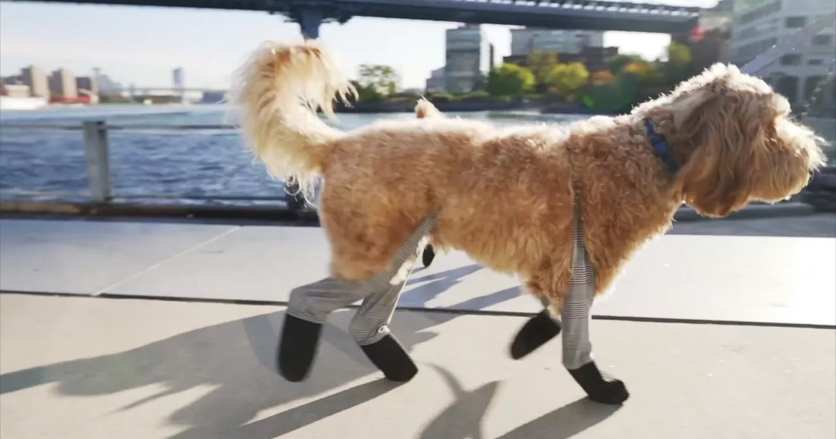 How to get your dog used to boots