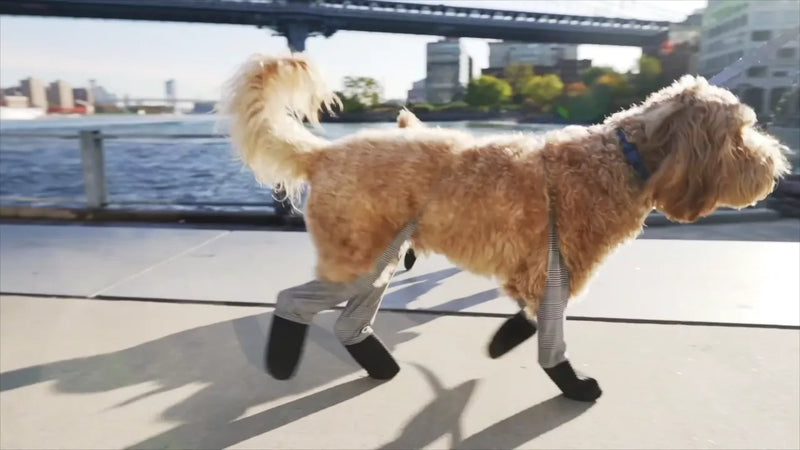 How to get your dog used to boots