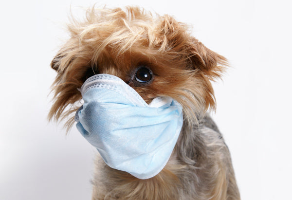 How To Protect Your Pup from Harmful Germs