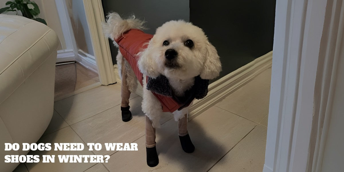 Do dogs need to wear shoes in winter?