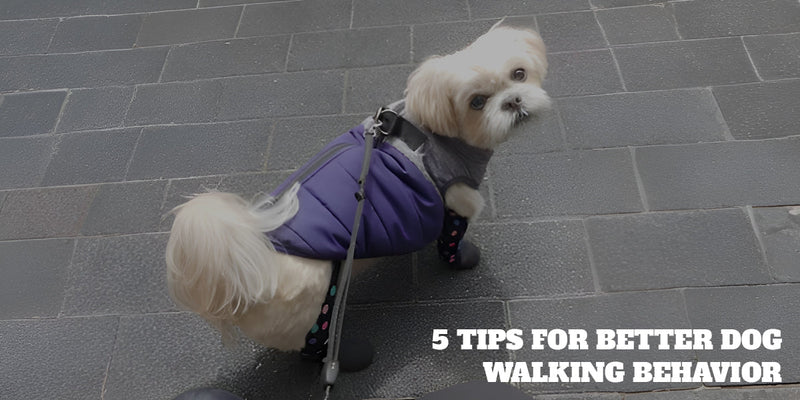 5 Tips for Better Dog Walking Behaviour