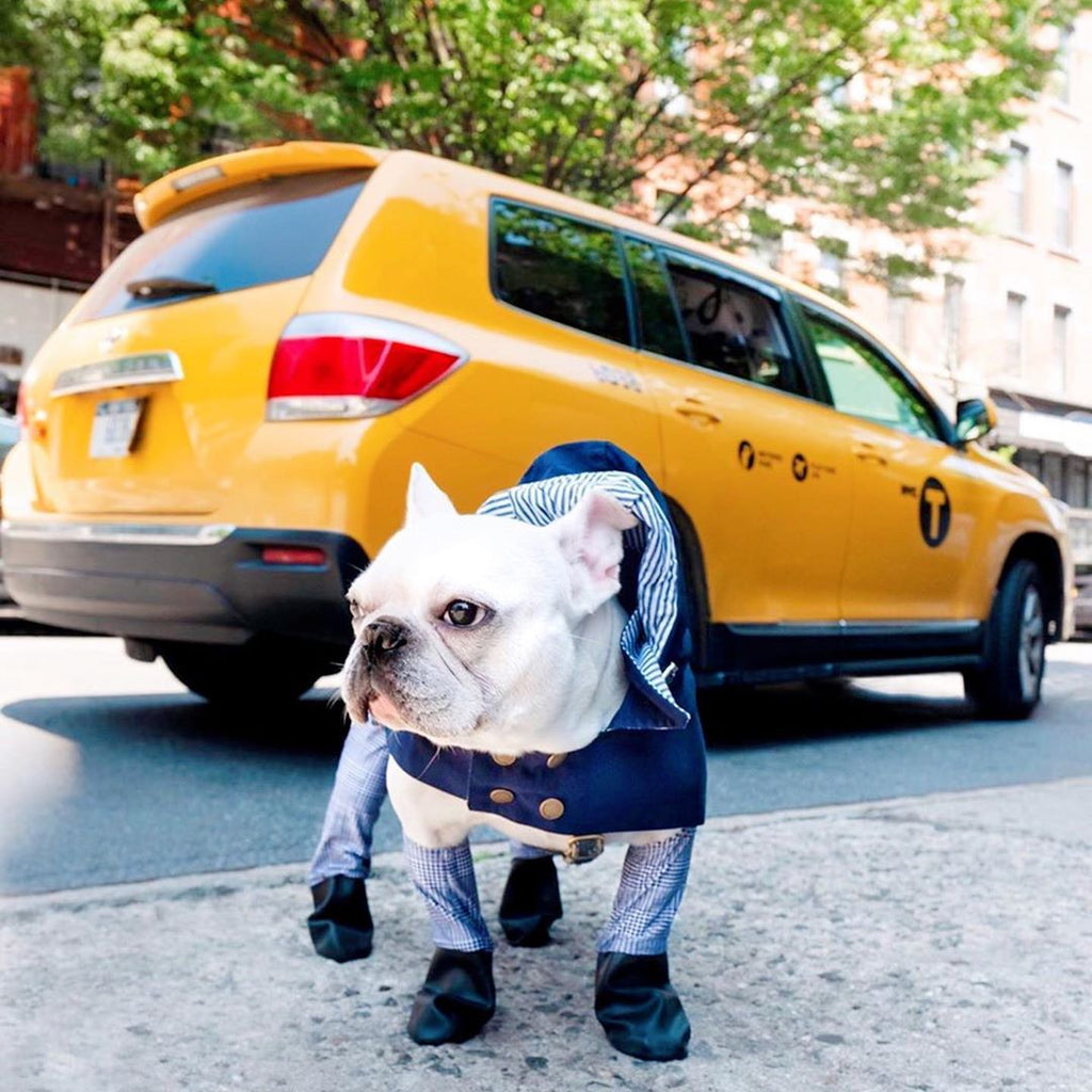 Do Dogs Need Boots?