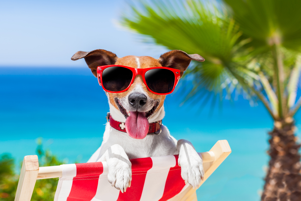 Dog Summer Safety Tips – Walkee Paws