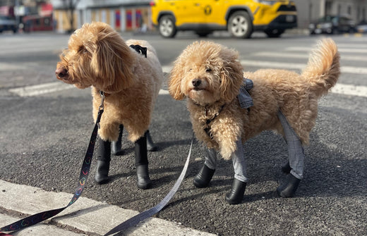 How to Keep Poopy Paws Out of Your House