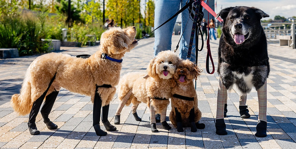 Dog dressed in functional and fashionable Walkee Paws gear, including boot leggings and a raincoat, in a modern city setting.