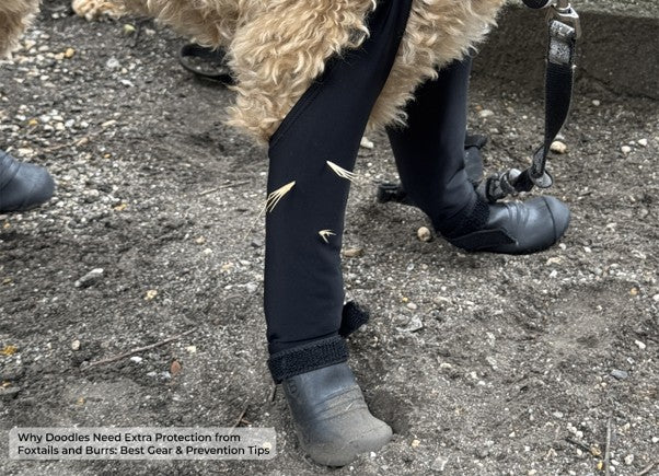 Best Dog Boots & Shoes for Foxtails and Burrs: A Doodle Owner’s Protection Guide