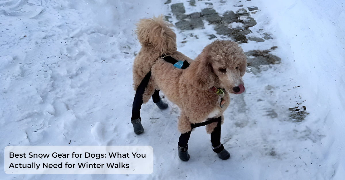 Best Snow Gear for Dogs for Safe Winter Walks – Walkee Paws