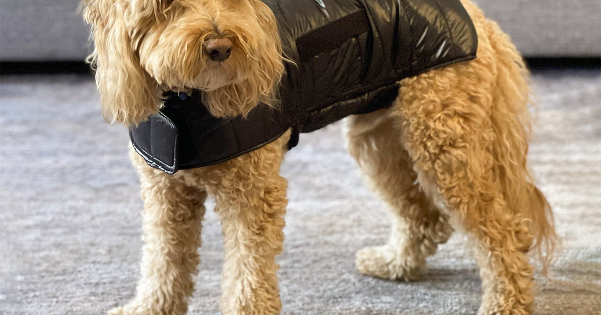 The Best Dog Snowsuit For Winter Fun