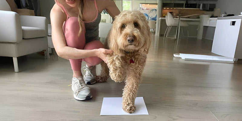 Choosing the Right Dog Boots or Shoes for Your Dog