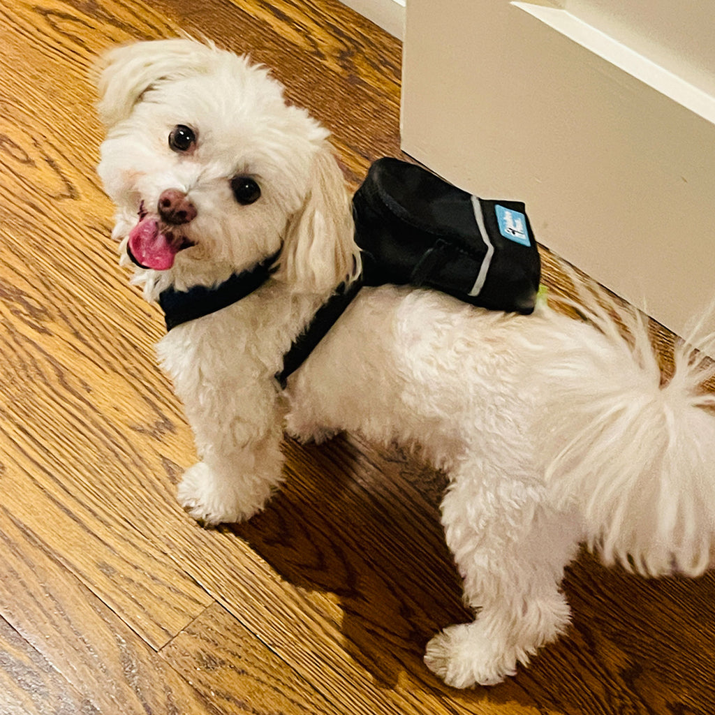 The Most Aww-dorable Dog Accessory: Introducing the Barkpack!