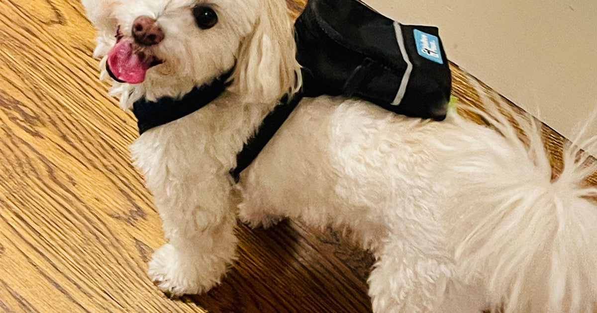 The Most Aww-dorable Dog Accessory: Introducing the Barkpack!