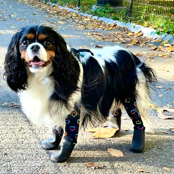 These Leggings are Top Dog: Introducing Our New Deluxe Easy-On Boot Le –  Walkee Paws