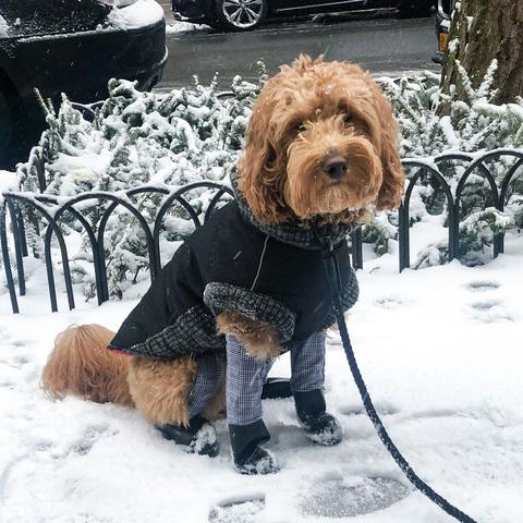 The Most Stylish Dog Clothing for Winter to Keep Your Pup Warm  Walkee Paws