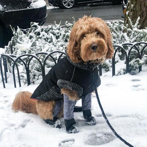 The Most Stylish Dog Clothing for Winter to Keep Your Pup Warm