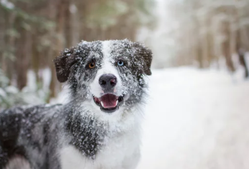 do dogs need boots in the cold