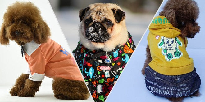 Fashion Trends for Dogs in 2024: Keeping Your Pup Stylish All Year Round – Walkee Paws