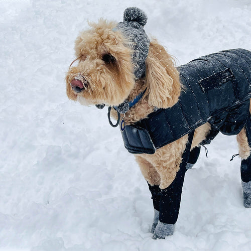 dog winter hats