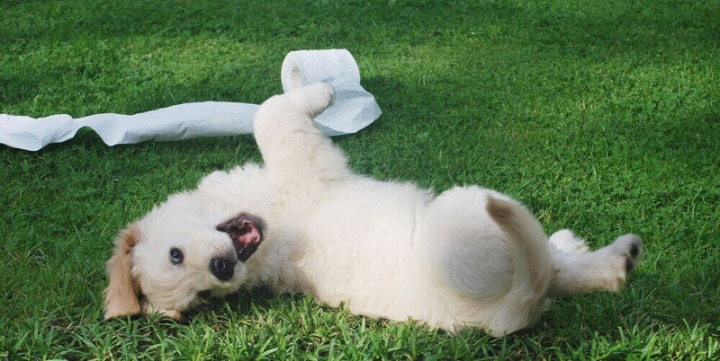 Playful puppy with toilet paper. Use Walkee Paws Poop Bags to keep yards clean and prevent poop-eating habits!