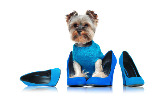 Dog wearing shoes