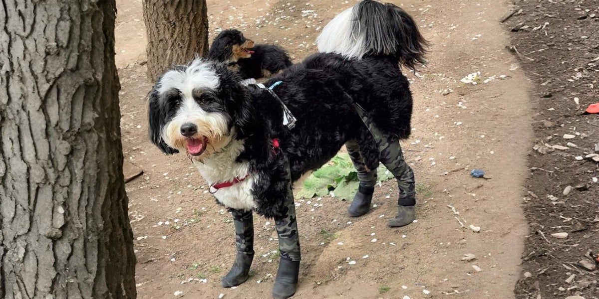 Dog Boots & Shoes for Paw Protection