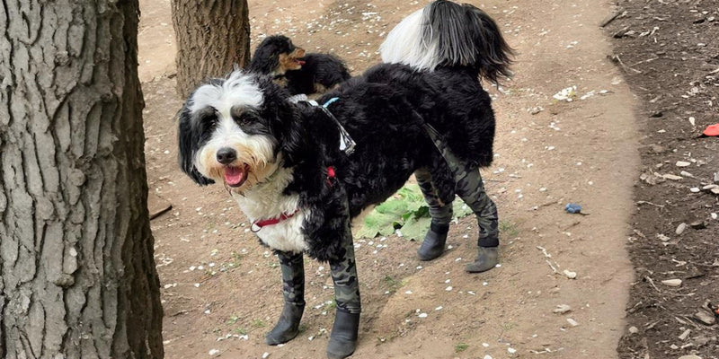 Dog Boots & Shoes for Paw Protection