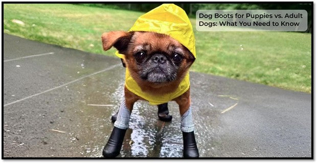 Dog Boots for Puppies vs. Adult Dogs: What You Need to Know