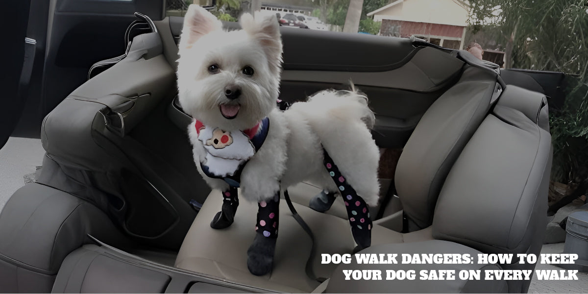 Dog Walk Dangers: How to Keep Your Dog Safe on Every Walk – Walkee Paws