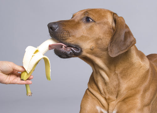 Can Dogs Eat Bananas? What You Need to Know Before Sharing This Sweet Treat with Your Furry Friend