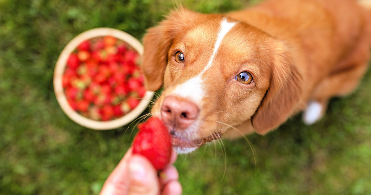 A closer look at Can Strawberries Be Given To Dogs With Dental Issues