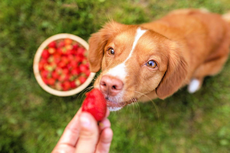 Can Dogs Eat Strawberries?