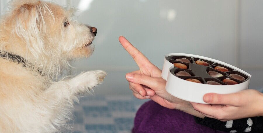 Dog reaching for chocolate; owner says no. Protect your pup's health by avoiding harmful foods and using Walkee Paws Poop Bags for safe clean-ups!