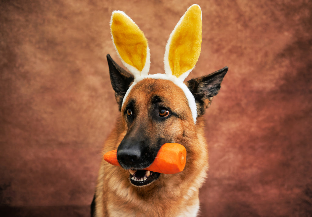 Can Dogs Eat Carrots? Here’s the Answer!