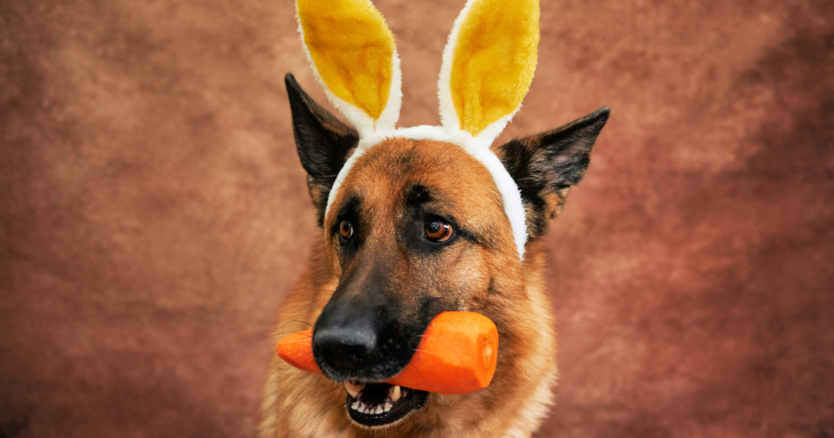 Can Dogs Eat Carrots? Here’s the Answer!