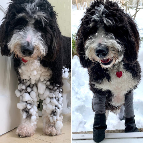 a puppy using Walkee Paw's winter booties